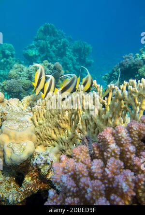 Buntes Korallenriff am Grund des tropischen Meeres, Schwarm von Schwärme-Bannerfischen (Heniochus diphreutes), Unterwasserlandschaft Stockfoto