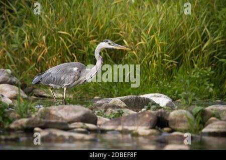 Konzentrierter Graureiher, ardea cinerea, waten einen Fluss während einer Jagd bei Sonnenaufgang im Sommer. Fokussierter Wildvogel mit langen Beinen und Schnabel, der auf Beute wartet Stockfoto