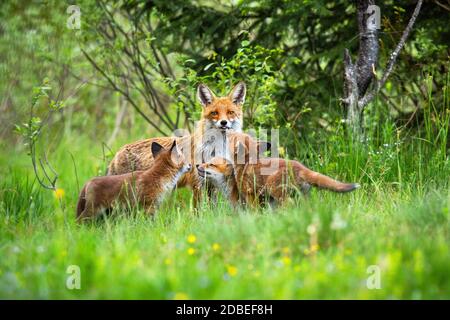 Weibchen des Rotfuchs, Vulpes vulpes, zeigt seine Zunge, während die Pflege der Jungen. Liebenswert Fuchs Familie auf der Wiese voller Wildblumen. Horizontaler Anschluss Stockfoto