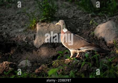 Große gewöhnliche Holztaube, columba palumbus, die in den letzten Sonnenstrahlen im dunklen Wald auf dem Boden steht. Bunte wilde Vogel Blick abseits von Profil-Ansicht i Stockfoto