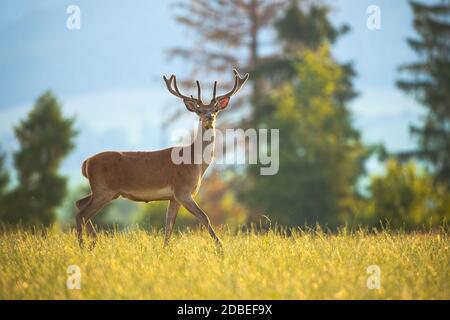 Neugierig Rotwild, Cervus elaphus, Wandern auf einer Wiese mit grünem Gras mit Kopf hoch oben halten. Schüchternes wildes Säugetier, das einen Schritt in den Morgen von si nimmt Stockfoto