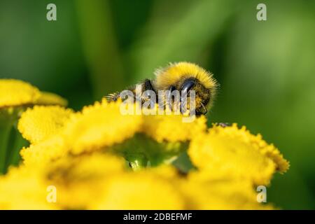 Eine Hummel sammelt Nahrung auf einer gelben Pflanze. Makroaufnahme Stockfoto