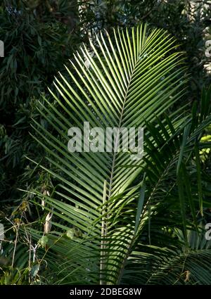 Frond der Bangalow-Palme (Archontophoenix cunninghamiana). Subtropischer Regenwald auf dem Tamborine Mountain, Queensland, Australien. Stockfoto