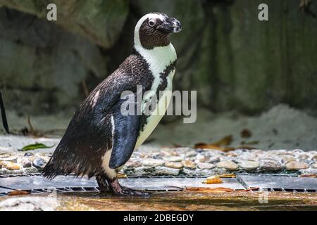 Von Humboldt-Pinguin steht auf dem Felsen Bild. Aufnahmeort: Singapur Stockfoto