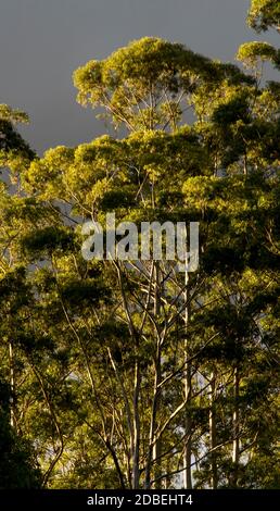 Eukalyptusbäume (überfluteter Kaugummi, Rosengummi). Subtropischer Regenwald im Flachland auf dem Tamborine Mountain, Queensland, Australien bei Wintersonne. Stockfoto