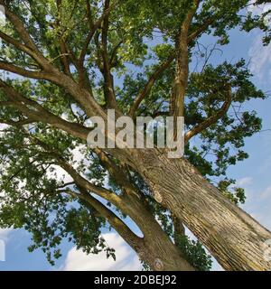 Bäume in der Nähe von Seebruck, Chiemsee, Chiemgau, Oberbayern, Deutschland, Westeuropa Stockfoto