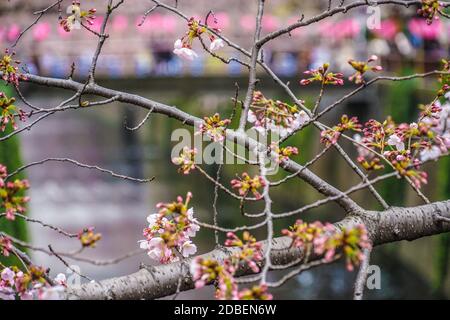 Sakura von Meguro River. Aufnahmeort: Metropolregion Tokio Stockfoto