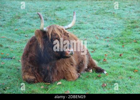 Hochlandrinder liegen im Gras Stockfoto