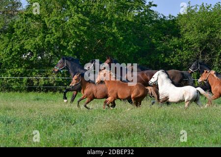 Eine gemischte Gruppe von Warmblutpferden und Ponys in verschiedenen Farben, die auf einer grünen Wiese laufen. Stockfoto