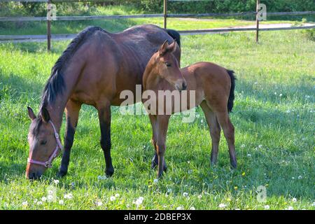 Eine Lorbeerwarmblutstute mit ihrem Stutfohlen auf einer blühenden Wiese voller Löwenzahn. Stockfoto
