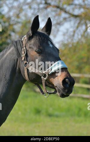 Porträt einer Robben Warmblutstute. Eine grüne Wiese im Hintergrund. Stockfoto