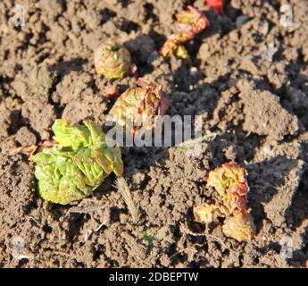 Junge Triebe von Rhabarber auf dem Boden im Frühjahr. Neue Rhabarberblätter sprießen aus dem Boden. Sprossen von Rhabarber im Garten. Die Reifung der gesunden Pflanze Stockfoto