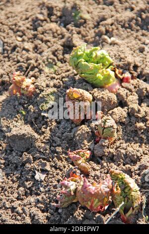 Junge Triebe von Rhabarber auf dem Boden im Frühjahr. Neue Rhabarberblätter sprießen aus dem Boden. Sprossen von Rhabarber im Garten. Die Reifung der gesunden Pflanze Stockfoto