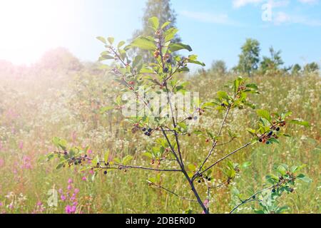 Zweige von Frangula alnus mit schwarzen und roten Beeren. Früchte von Frangula alnus. Beeren von Frangula alnus wächst auf Zweigen im Sommerfeld Stockfoto