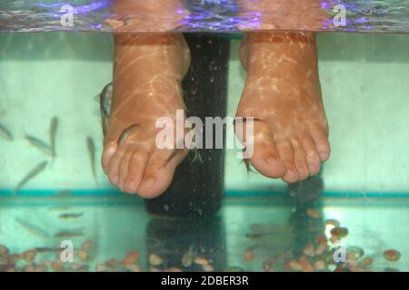 Junge Frau erhält Massage mit kleinen Fischen. Peeling mit Fisch. Mädchen genießen medizinische Verfahren. Fußmassage mit Fischen im Aquarium aus der Nähe. Fis Stockfoto