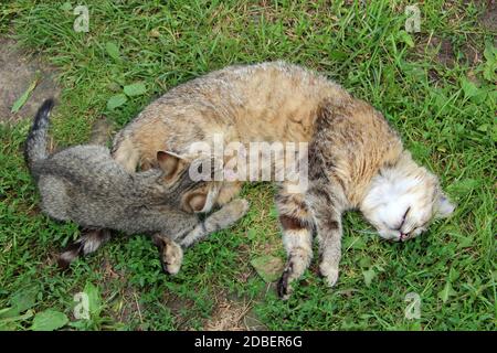 Graues Kätzchen, das Milch von Mutterkatze saugt, die auf grünem Gras liegt. Kleine Kätzchen saugen Milch. Baby Katze saugen Mutter. Prozess der Fütterung von Jungtieren Stockfoto