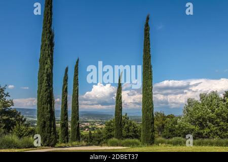 Zypressen im Park von Oppede-le-Vieux, Provence, Frankreich Stockfoto