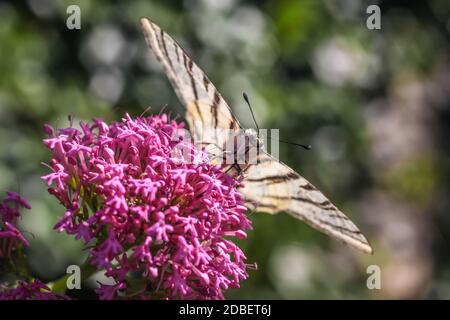 Seltener Schwalbenschwanz (Iphiclides podalirius) In einem Park in Oppede-le-Vieux in Südfrankreich Stockfoto