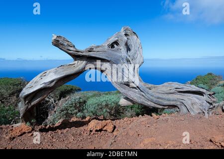 Tot Sabina Baum auf der Insel El Hierro Stockfoto