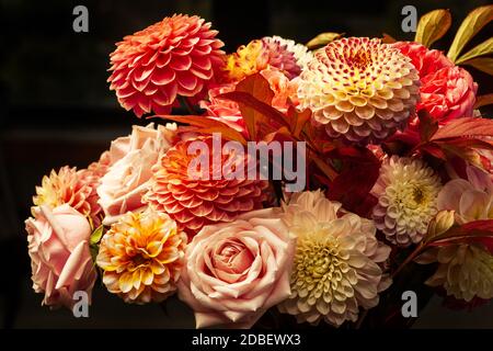 Florale Komposition aus Dahlia-Blüten, Rosen und Herbstblättern. Arty, leuchtend rot und rosa Farbe Bouquet von Blumen auf dunklem Hintergrund Stockfoto