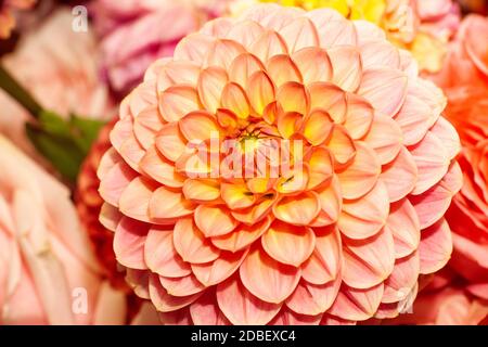 Florale Komposition von Dahlia-Blüten. Nahaufnahme von arty, leuchtend roten und rosa Farbe Blüten von Blumen. Stockfoto