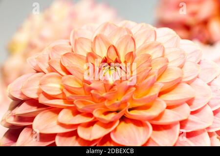 Florale Komposition von Dahlia-Blüten. Nahaufnahme von arty, leuchtend roten und rosa Farbe Blüten von Blumen. Stockfoto