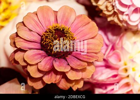 Florale Komposition von Dahlia-Blüten. Nahaufnahme von arty, leuchtend roten und rosa Farbe Blüten von Blumen. Stockfoto