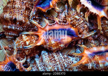 Anzeige von arthritischen Spider Conch oder arthritischen Spider Conches Seashells oder Muscheln, Lambis chiragra arthritica aka Harpago arthriticus, Strombus divergens oder Strombus nigricans Stockfoto