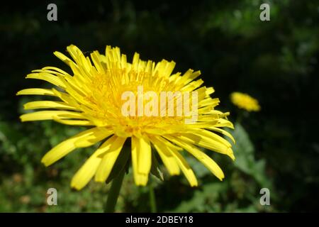 Taraxacum Sect. Ruderalia Stockfoto