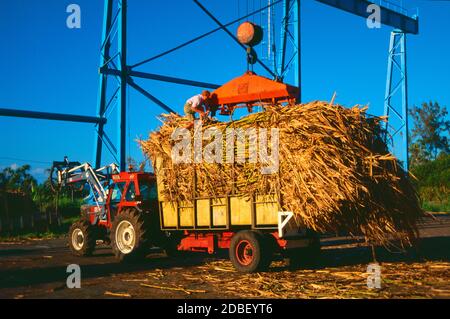 Zuckerrohr Landwirt Wiegen Zuckerrohr Ernte im Südosten von La Reunion Island Stockfoto