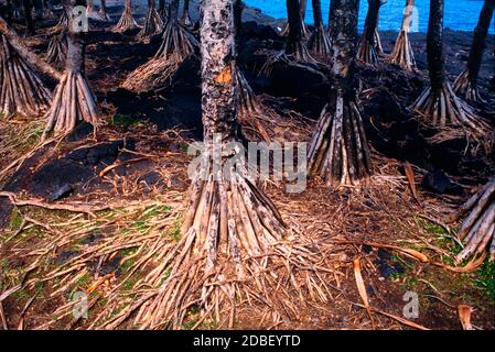 Zufällige Wurzeln von geläufigen Screwpine oder Pandanus Utilis Palm wachsen Auf Black Lava Rock La Reunion Island Stockfoto