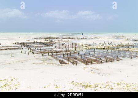 Reihen von Algen auf einer Algenfarm in Kitesurfing Lagune in der Nähe von Paje Dorf, Sansibar Insel, Tansania. Stockfoto