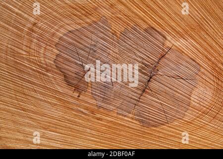 Natürliche abstrakte Textur im Kern eines Baumstamms Stockfoto