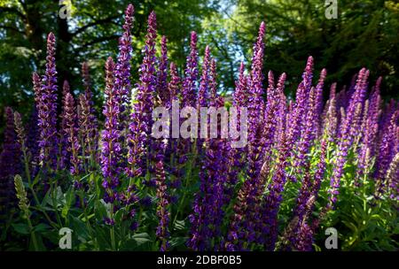 Violett blühender Gartensage - Salvia nemorosa Stockfoto