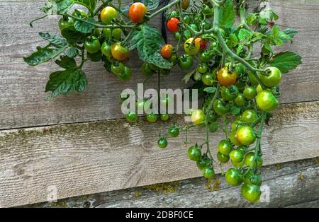 Reifung grüner Tomaten an einer hängenden Pflanze Stockfoto