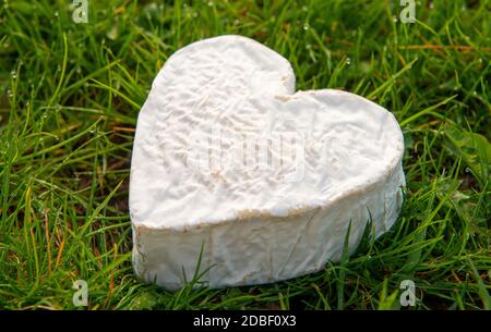 Französischer Neufchatel-Käse auf dem Gras Stockfoto