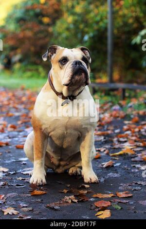 Starke junge Bulldogge sitzt auf der Straße Stockfoto