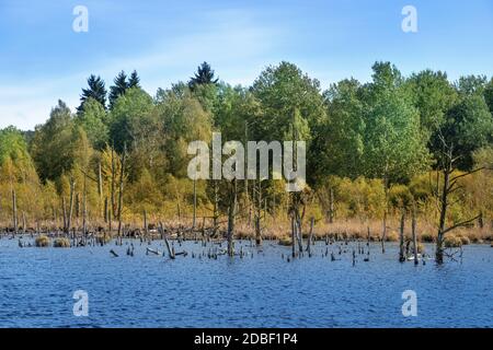 Landschaft im Moor Schwenninger Moos in Deutschland Stockfoto