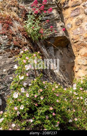 Pflanzen in der felsigen Landschaft Stockfoto