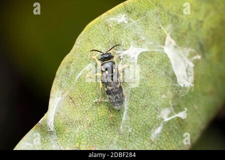 Sandwespe, Rückenflosse von Bembix rostrata, Satara, Maharashtra, Indien Stockfoto