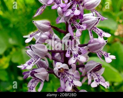 militärische Orchidee, Wildblumen in Deutschland Stockfoto