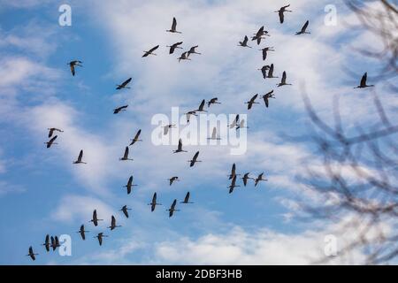 Fliegende Vogelschar, Kranich (Grus grus), Migration im Hortobagy Nationalpark, Ungarn puszta, Europäische Ökosysteme in UNESCO World Heritag Stockfoto