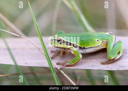 Schöner europäischer Baumfrosch (Hyla arborea früher Rana arborea) auf Schilf, kleine Amphibie aus Europa. Nationalpark Hortobagy, Ungarn, puszta, UNE Stockfoto
