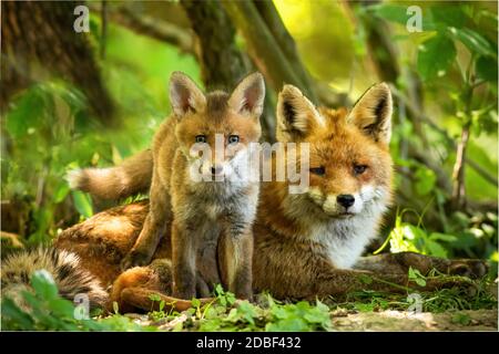 Bezaubernder Rotfuchs, Vulpes Vulpes, Familie Ruhe in grünen Sommerwald in der Nähe von den. Kleines Junge, das nahe bei seiner liegenden Mutter zwischen Bäumen bei Sonne steht Stockfoto