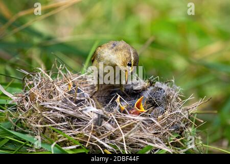 Weidenwaldsänger, phylloscopus trochilus, füttert kleine Küken im Nest in der Sommernatur. Familie von Wildvögeln mit braunem und gelbem Gefieder. Mo Stockfoto