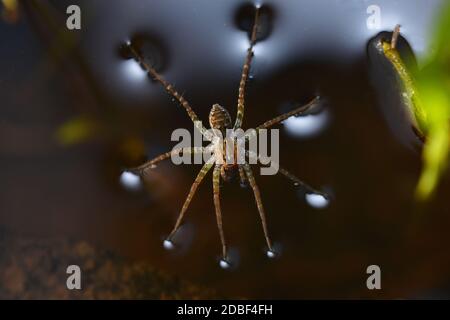 Spider Walking auf Wasseroberfläche, Pardosa milvina, Pune, Maharashtra, Indien Stockfoto