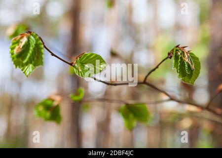 Junge grüne Buchen Blätter und Knospen Stockfoto