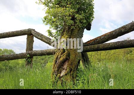Moosiger Baumstamm mit Holzzaun Stockfoto