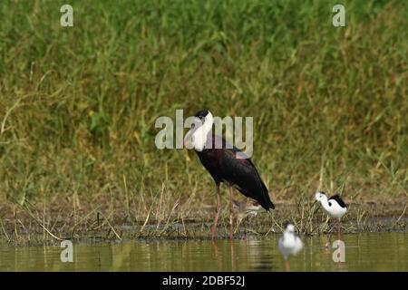 Wooly Necked Storch, Ciconia episcopus, Bhigwan, Maharashtra, Indien Stockfoto