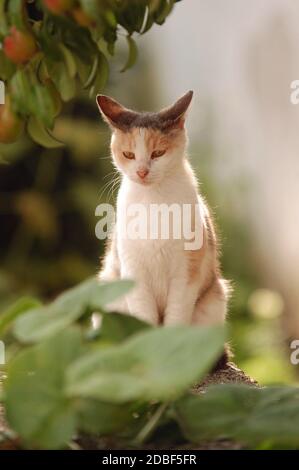 Felis silvestris catus Stockfoto
